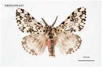 藏品(絡毒蛾)的圖片